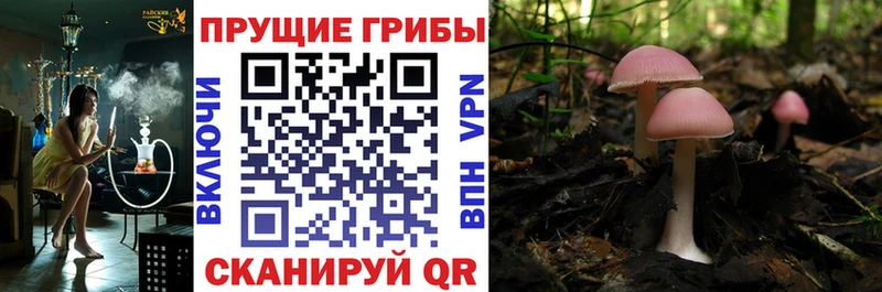 Галлюциногенные грибы MAGIC MUSHROOMS дарнет шоп мега Краснокамск